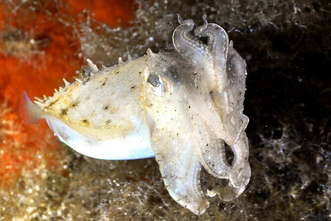 Discover Scuba diving in Villasimius - FAQ