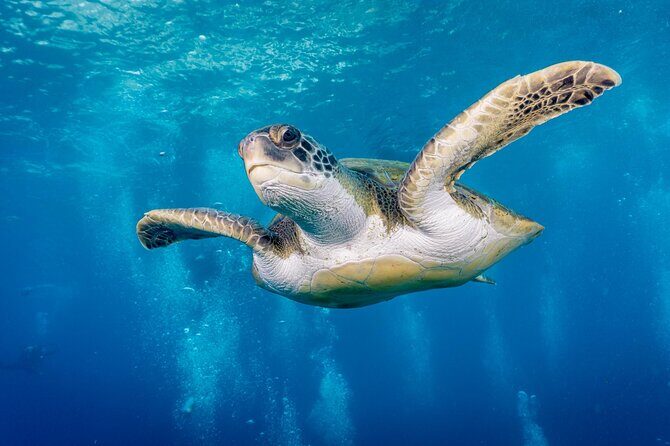 Discover Scuba Diving, Playa de las Americas - Discover Scuba Diving, Playa de las Americas: An Authentic Underwater Introduction in Tenerife