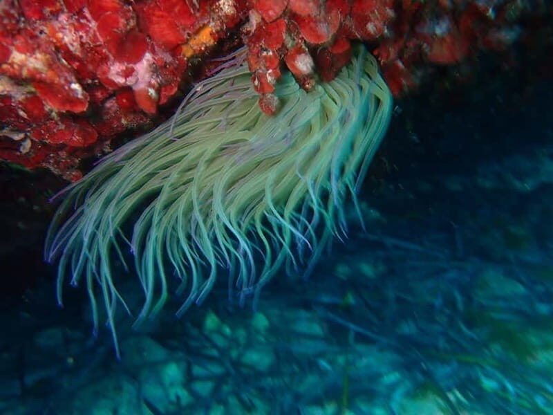 Discover Scuba Diving, scuba diving for begginers!! - FAQs
