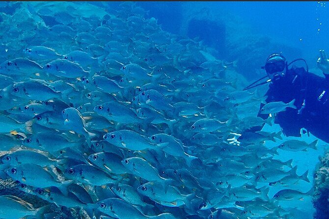 Discover Scuba Diving, Tenerife. Photos and videos included - The Sum Up
