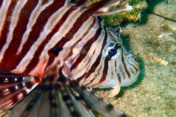 Discover Scuba Diving, try dive for beginners ( Start at Ko Kut) - Discover Scuba Diving, Try Dive for Beginners (Start at Ko Kut)