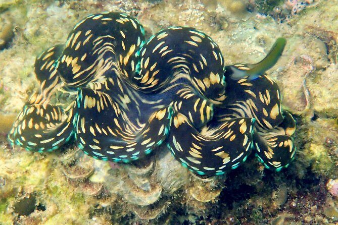 Discover Scuba Diving, try dive for beginners ( Start at Ko Kut) - What to Expect and Practical Tips