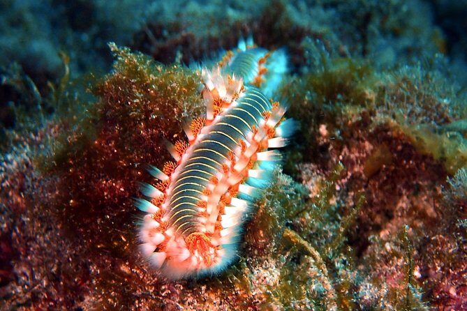 Discover Scuba Diving - Try it for the first time! - Key Points