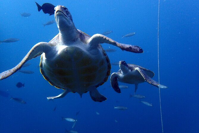 Discover Scuba Diving - Try it for the first time! - FAQs