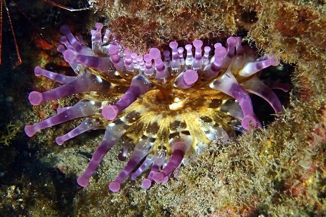Discover Scuba Diving - Try it for the first time! - Final Thoughts: Who Should Consider This Experience?