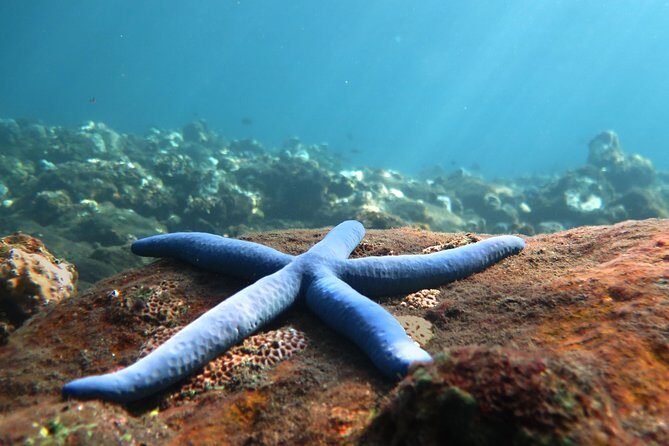 Discover Scuba Diving Tulamben Bali For Non-Certified Divers - What to Expect from Your Tulamben Experience