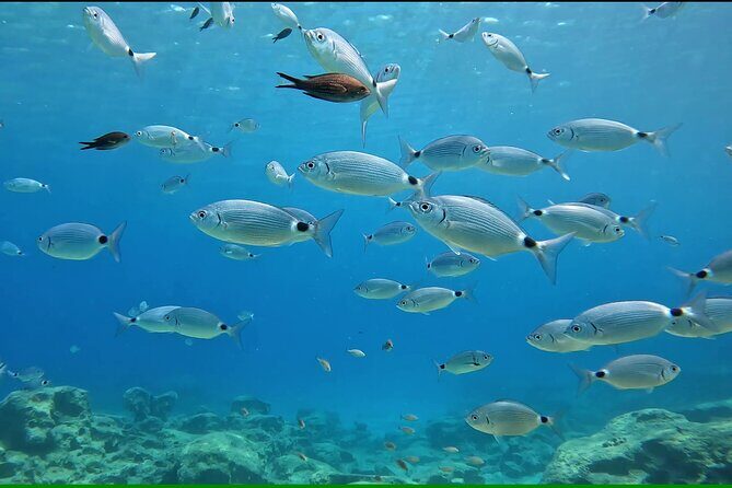 Discover SCUBA Diving with Pissouri Bay Divers - An In-Depth Look at the Pissouri Bay Divers Discover SCUBA Experience