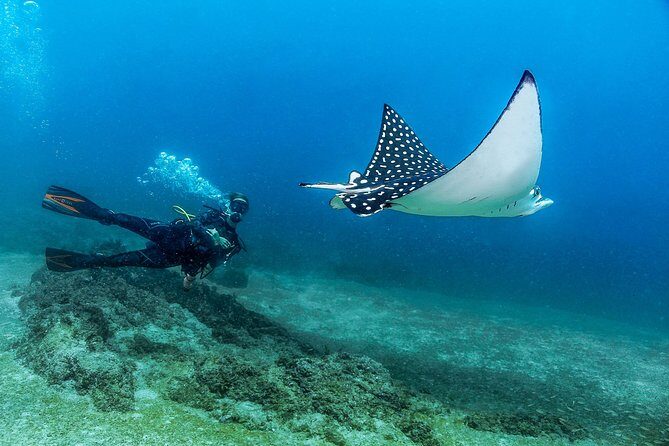 Discover Scuba experience at Las Caletas, Puerto Vallarta - An In-Depth Look at the Discover Scuba Experience