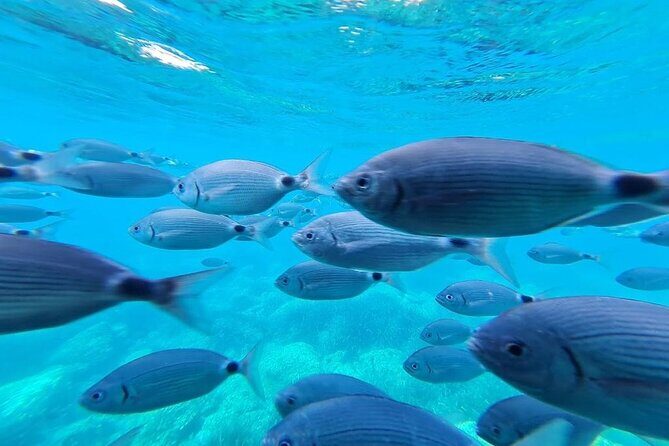 Discover secrets of the sea swimming cave and underwater vision - Final Thoughts: Who Will Love This Tour?