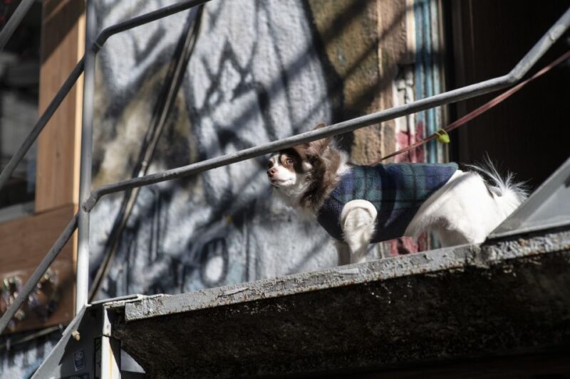 Discover Shimokitazawa: Tokyos Bohemian Neighbourhood - Who Should Consider This Tour?