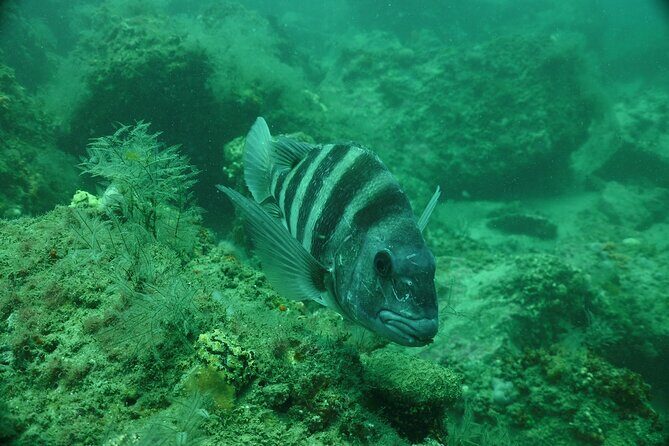 Discover Snorkeling Tour in Panama City - The Sum Up