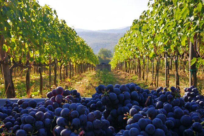 Discover Sustainable Wines in a Guided Tour and Tasting - The Sum Up