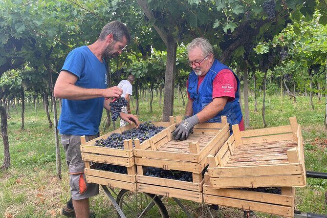 Discover the Amarone wine: 1 winery with delicious food pairing - Discover the Amarone Wine: One Winery with Delicious Food Pairing