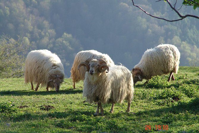 Discover the Art of Idiazabal Cheese in the Basque Country - FAQ
