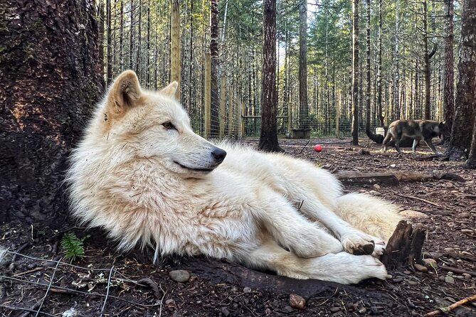 Discover the beauty of the wild & Roam in the spirit of the wolf - Key Points