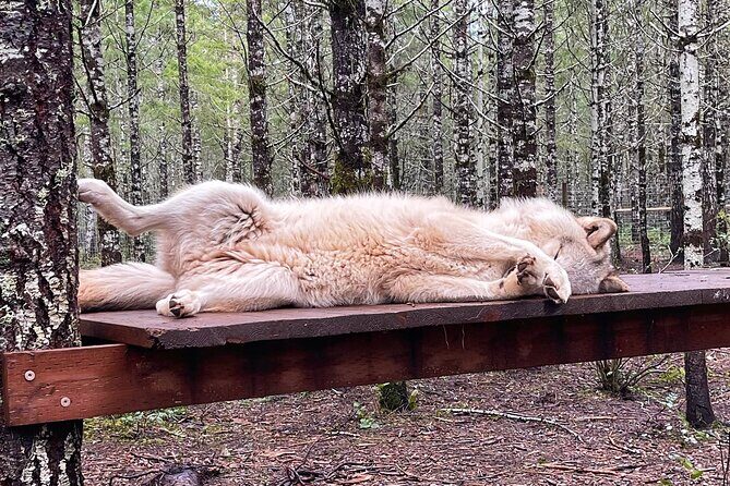 Discover the beauty of the wild & Roam in the spirit of the wolf - Final Thoughts on the Wild & Roam Experience