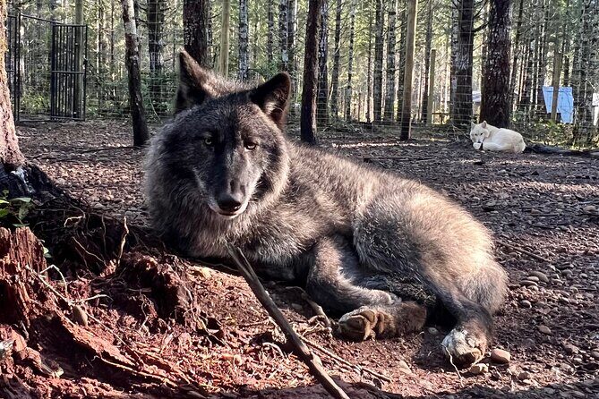 Discover the beauty of the wild & Roam in the spirit of the wolf - FAQ
