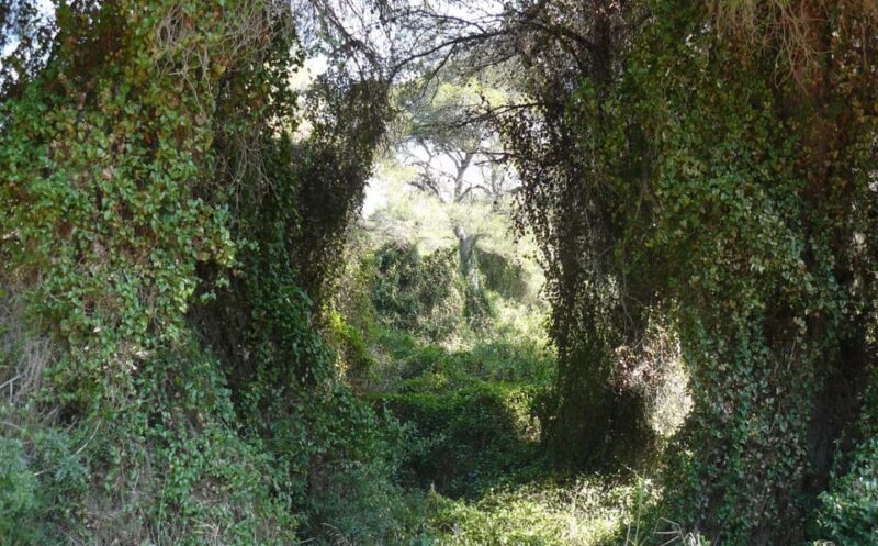 Discover the Devesa and the Albufera: Guided tour - Discover the Devesa and the Albufera: Guided tour