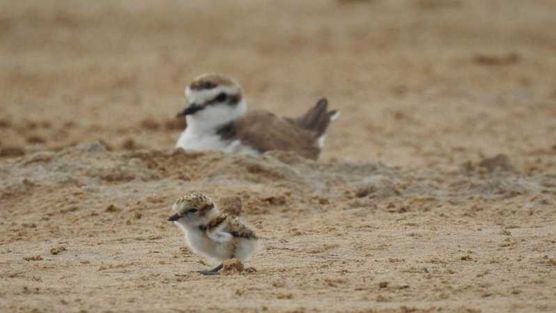 Discover the Devesa and the Albufera: Guided tour - FAQ