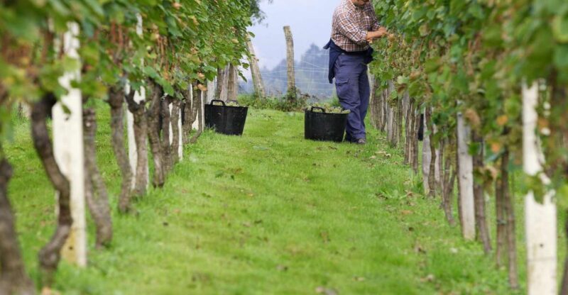 Discover the Essence of Txakoli Wine from San Sebastian - Key Points