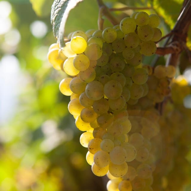 Discover the Essence of Txakoli Wine from San Sebastian - Exploring the Tour: A Deep Dive