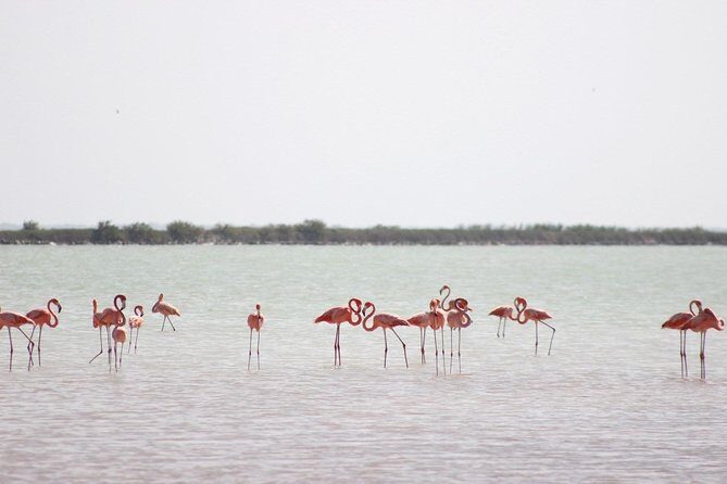 Discover the FABULOUS PINK WATERS at the Caribean (Las Coloradas+Río Lagartos) - What the Reviews Reveal About the Tour