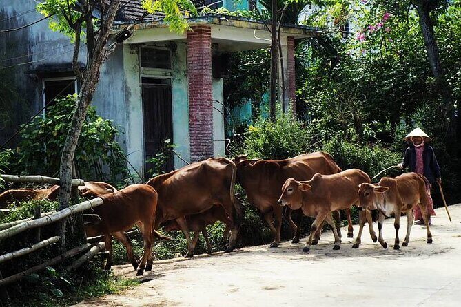 Discover The Hidden Charm Of Hoi Ans Countryside On A Bike Tour - Key Points