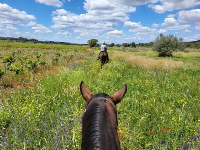 Discover the interior of Valencia on horseback - Exploring Valencia’s Countryside by Horseback