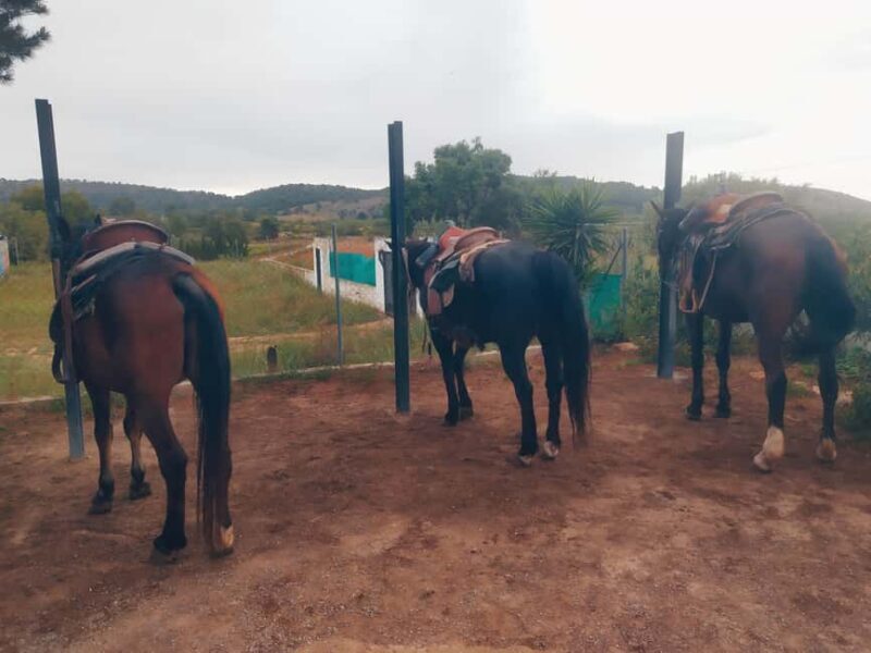 Discover the interior of Valencia on horseback - FAQ