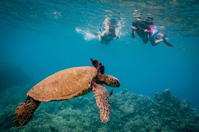 Discover the Magic of Coral Gardens Turtle Town - Maalaea Harbor - A Deep Dive into the Maui Snorkeling Tour