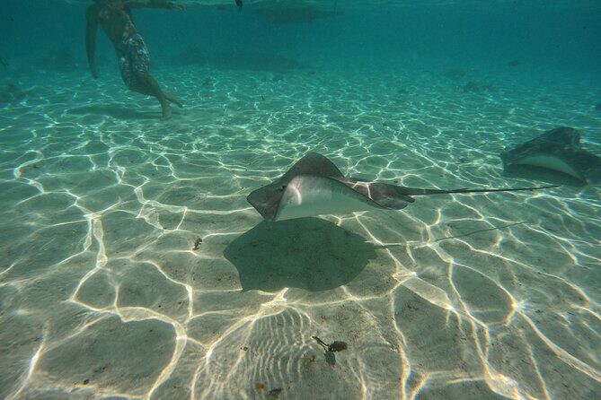 Discover the magical Moorea Lagoon - Frequently Asked Questions