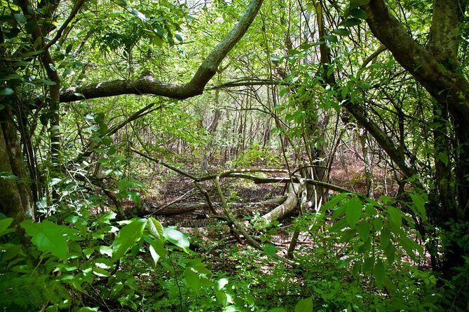 Discover the Rainforest - The Authenticity and Education