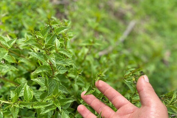 Discover the secrets of Andean nature in Pisac - Discover the secrets of Andean nature in Pisac