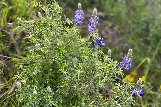 Discover the secrets of Andean nature in Pisac - What’s the value for the price?