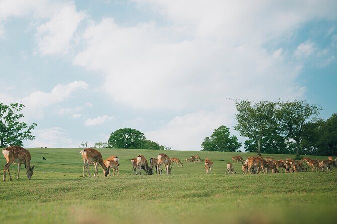Discover the Timeless Charm and Natural Beauty of Nara - Discover the Timeless Charm and Natural Beauty of Nara