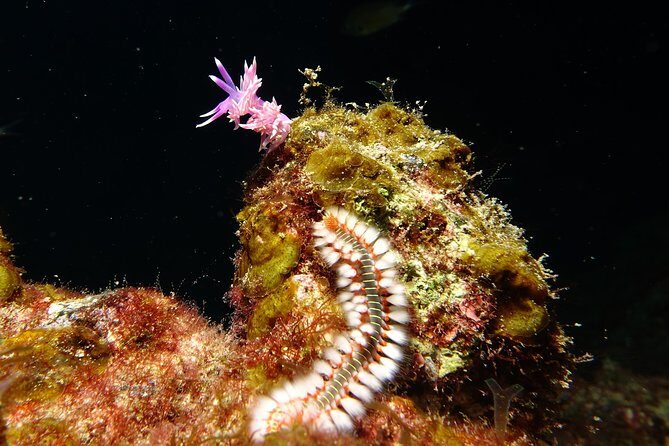 Discover the underwater world of Lanzarote - FAQs