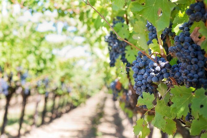 Discover the wine producers of Emilia Romagna - A Detailed Look at the Emilia Romagna Wine Tour