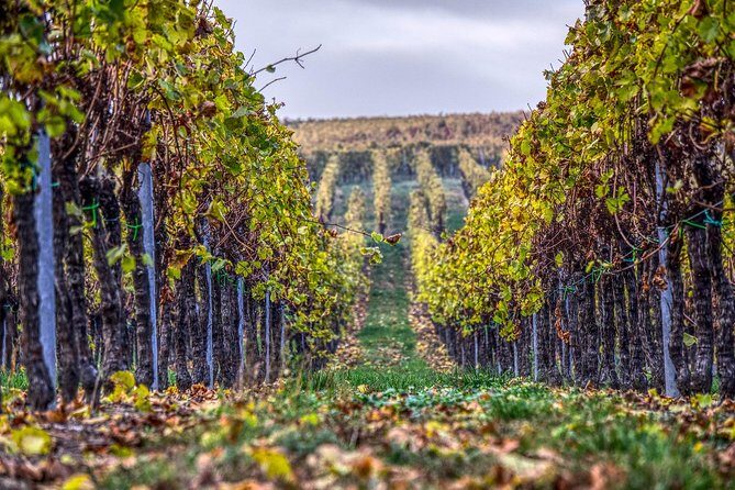Discover the wine producers of Emilia Romagna - FAQs