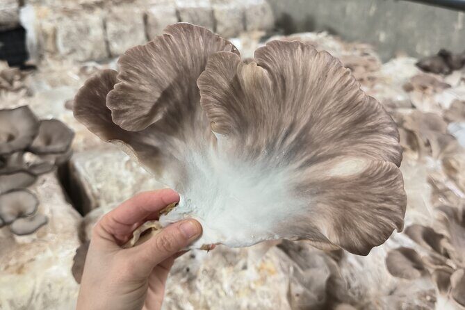 Discover the World of Mushrooms - Key Points