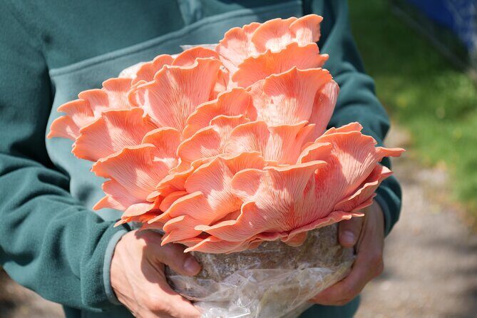 Discover the World of Mushrooms - FAQ