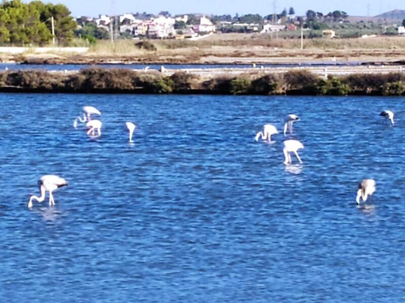 Discover Trapani's Saltpans with an E-Bike Tour - What Travelers Say