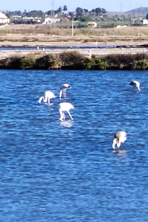 Discover Trapani's Saltpans with an E-Bike Tour - The Sum Up: Who Will Love This Tour?