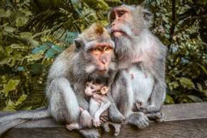 Discover Ubud: Exotism Ubud and Optional Meet the Bali Shaman - Discover Ubud: Exotism Ubud and Optional Meet the Bali Shaman