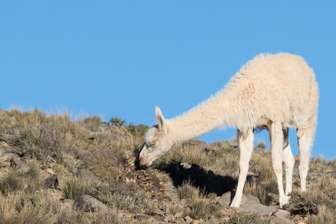 Discover Villavicencio Natural Reserve: Half-Day Adventure - Key Points