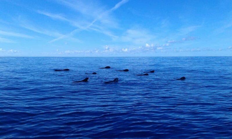 Discover whales in Tenerife: exclusive yacht tour with swimming and lunch. - FAQ About the Tenerife Whale Watching Yacht Tour