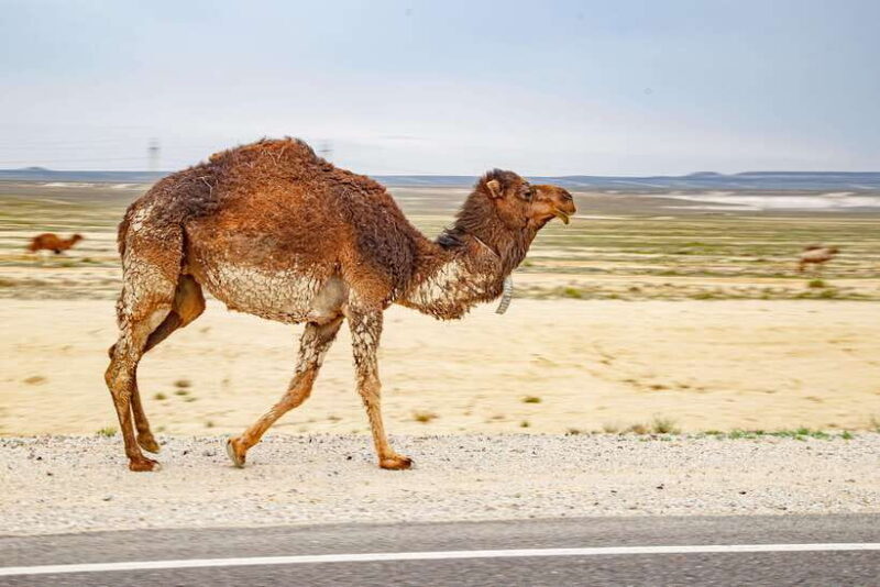 Discover Whole Mangystau in 7 days - Group Tour - Key Points