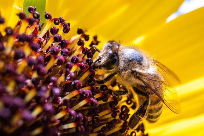 Discovering Bees in Volterra - The Journey to the Apiary: A Walk Through Tuscany’s Past