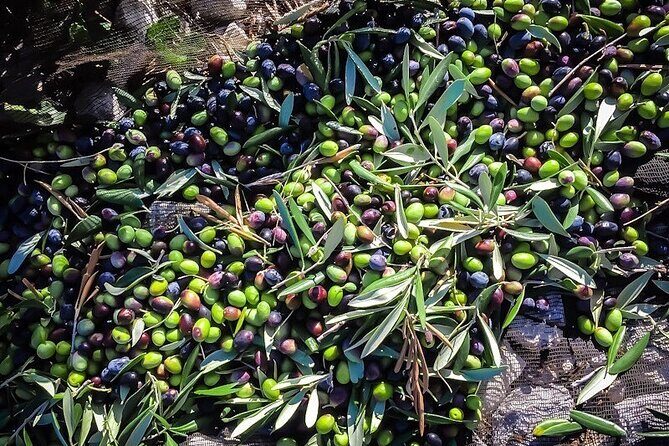 Discovering extra virgin olive oil - FAQs