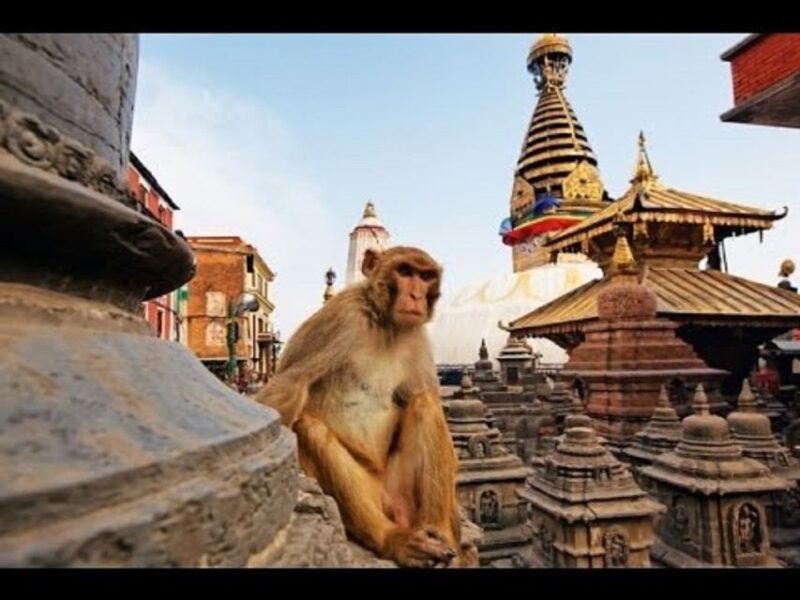 Discovering Kathmandu: Full-Day City Highlights Bus Tour - The Sum Up