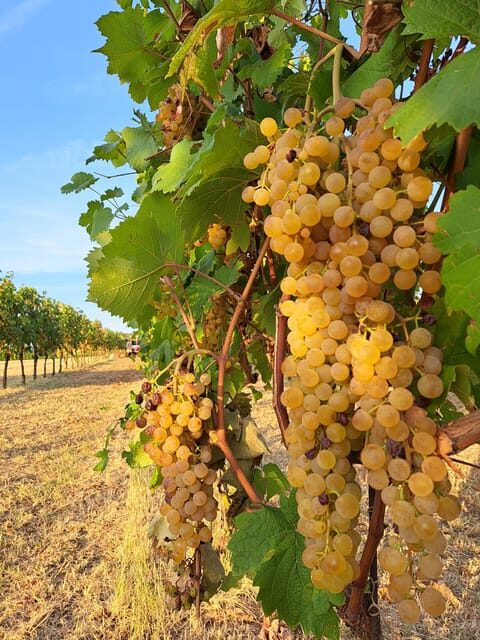 Discovering the mystery grape varieties - Who Will Benefit Most from This Experience?